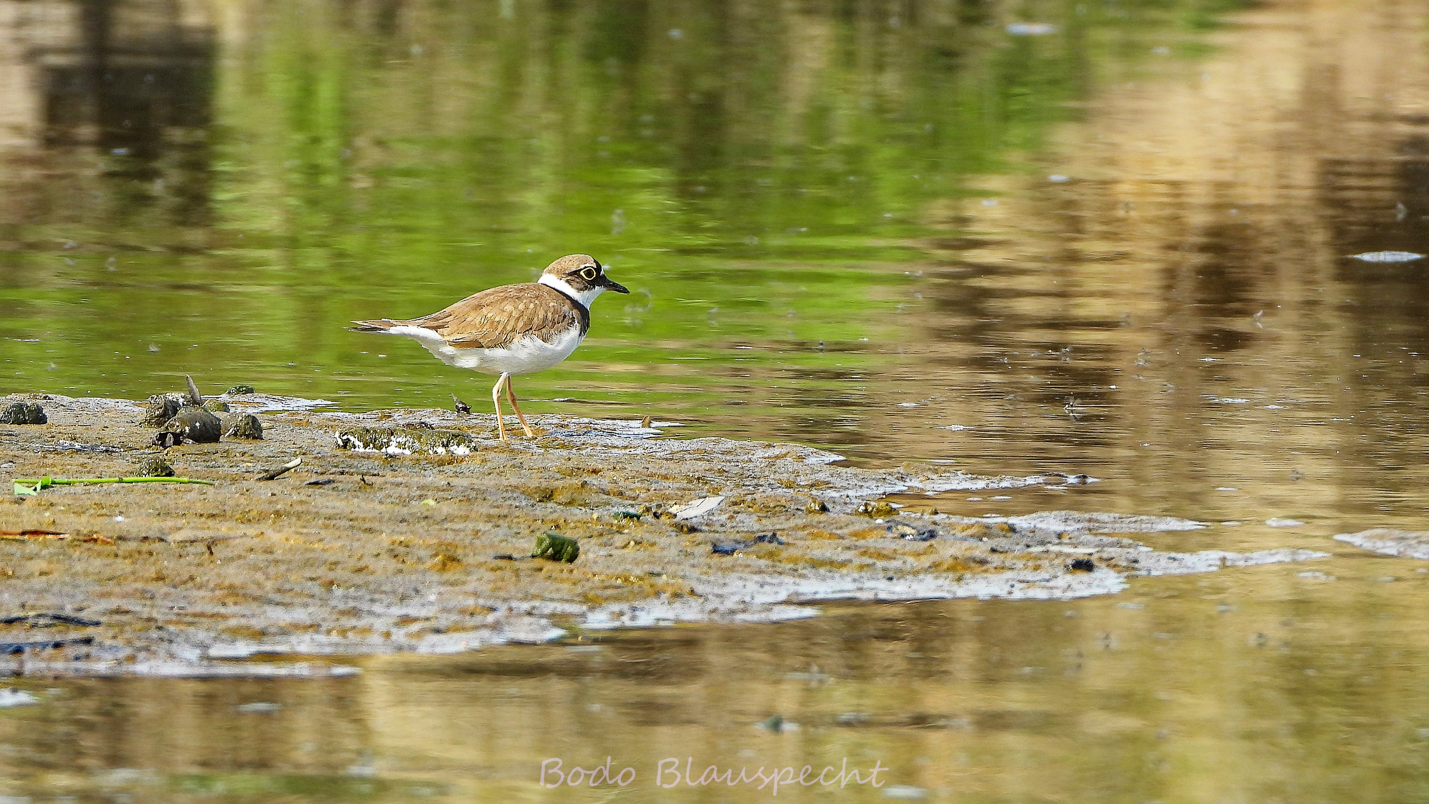 Flussregenpfeiffer   Steveraue   2025.05.14 09.25 14 HQ